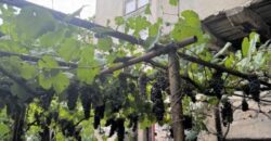 Продается дом в деревне Ласкарево