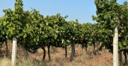 Продава лозе в землището на село Лешница