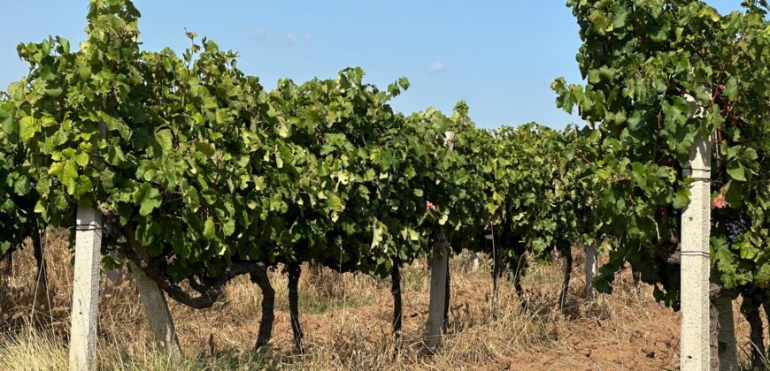 Продава лозе в землището на село Лешница