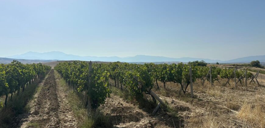 Продава лозе в землището на село Лешница