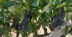 Продава лозе в землището на село Лешница